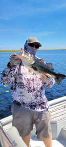 Bass Magic: Florida's Lure of Largemouth