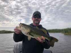 A largemouth bass measuring 23 inches caught while fishing in Fellsmere