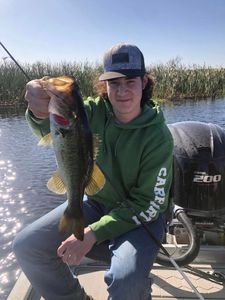 Largemouth bass caught in FL