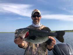 Largemouth bass caught in Florida