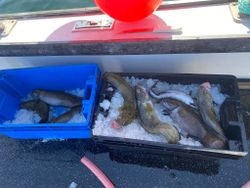 3 fish caught in Salisbury