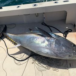 A photo of an African Pompano fish caught while fishing in Salisbury