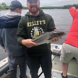 Striped bass caught while fishing in Salisbury