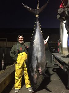 Blackfin Tuna, a big fish caught while fishing in MA