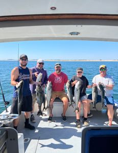 7 bluefish and great barracuda caught in Salisbury