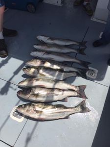 Four striped bass caught in Salisbury