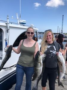 Two striped bass fish caught during fishing in Salisbury