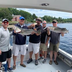Two huge striped bass caught in Salisbury