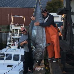A lone wahoo fish caught in MA
