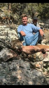Unveiling the Wild: Mountain Lion Hunting