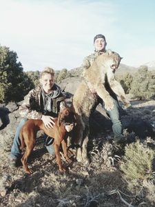 Unforgettable Mountain Lion Hunting Trips