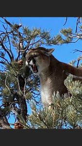 Conquer the Wild: Mountain Lion Hunting