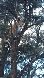Thrilling Hunting Adventure in NV