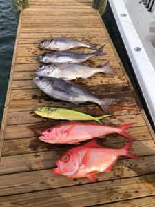 Four bluefish caught fishing in Florida