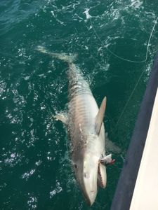 Gafftopsail sea catfish caught in Islamorada