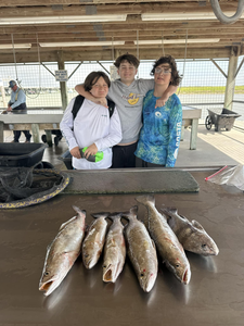 6 black drum and graysby fish caught in TX