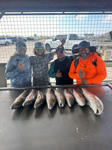 7 black drum fish caught while fishing in TX