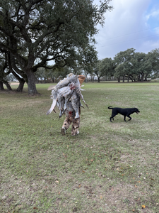 Successful Canada goose hunt at Matagorda Bay with retrieving dog.