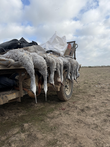 Successful Greater White-fronted Goose hunt at Matagorda Bay!