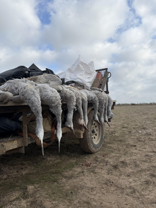 Successful Greater White-fronted Goose hunt at Matagorda Bay!