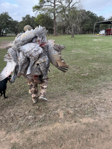Multiple wild turkeys from a successful Matagorda Bay hunt.