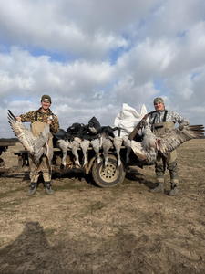 Greater White-fronted Geese success at Matagorda Bay!