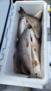 Fresh caught redfish in cooler from Matagorda Texas fishing trip