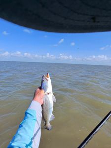 Speckled trout caught while fishing in Matagorda TX waters