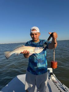 Speckled trout catch from fishing trip in Matagorda TX