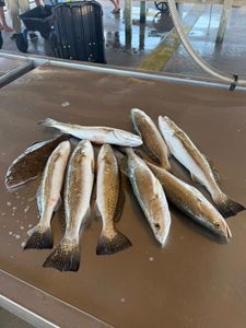 Fresh caught speckled trout laid out on fishing boat cleaning station in Matagorda TX
