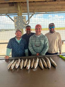 Fresh caught speckled trout displayed on cleaning table at Matagorda TX fishing station
