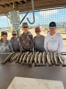 Fifteen speckled trout lined up on fish cleaning table at Matagorda Texas marina