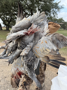Successful mourning dove harvest at Matagorda Bay!