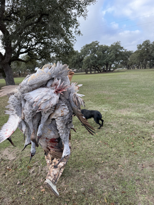 Successful sandhill crane hunt at Matagorda Bay delivers results.