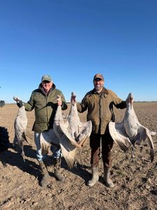 Successful sandhill crane hunting in Matagorda TX with multiple harvested birds displayed
