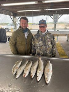 Five speckled trout caught fishing in Matagorda TX displayed on cleaning station