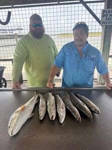 6 spotted weakfish caught while fishing in TX