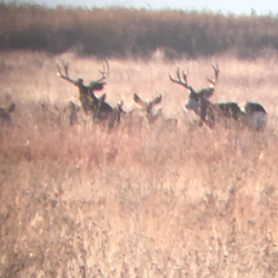 Hunting in Lamar