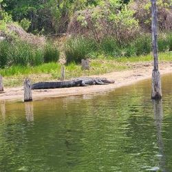 Fishing dock with wooden platform extending over calm lake water in Alba TX