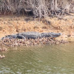 Large alligator resting on muddy shoreline near water in Alba TX fishing area