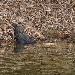 Alligator resting by water's edge in marshy area near Alba TX