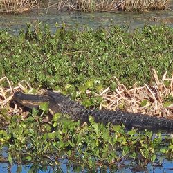 Alligator partially submerged in shallow water among aquatic vegetation near Alba, Texas