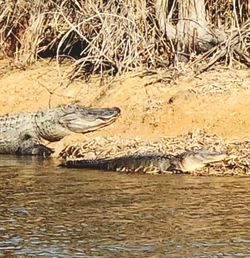 Large alligator resting on riverbank near water in Alba TX
