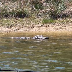 Alligator swimming in muddy water near grassy shoreline in Alba TX
