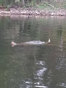 Alligator swimming in calm water near rocky shoreline in Alba TX