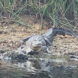 Alligators resting on muddy riverbank near water in Alba TX