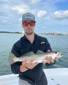 A photo of a spotted weakfish in FL