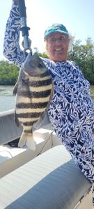 Sheepshead and its experienced Angler in FL.