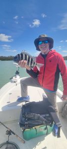 Sheepshead action Bonita Springs, Florida