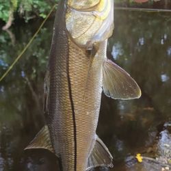 Snook in Bonita Spring Fishing in Florida